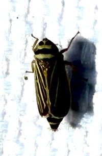 Amblysellus curtisii