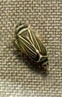 Amblysellus curtisii