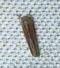 Balclutha rubrostriata