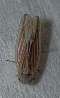 Balclutha rubrostriata