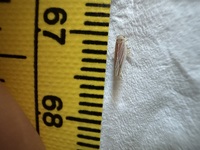 Balclutha rubrostriata