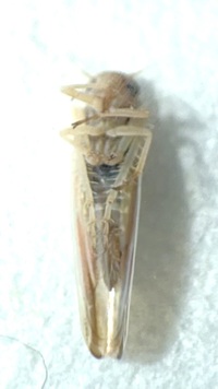 Balclutha rubrostriata