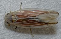 Balclutha rubrostriata