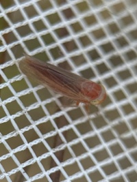 Chlorotettix rugicollis