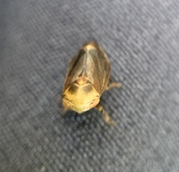 Clastoptera achatina