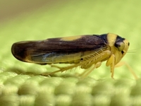 Colladonus furculatus