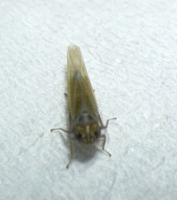 Empoascini unidentified species