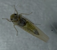 Empoascini unidentified species