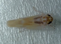 Empoascini unidentified species