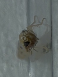 Empoascini unidentified species