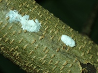 Enchenopa binotata complex