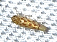 Eratoneura unidentified species
