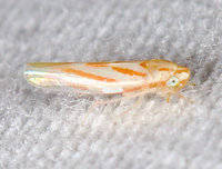 Erythridula unidentified species