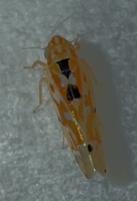 Erythroneura octonotata