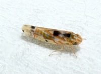 Erythroneura octonotata
