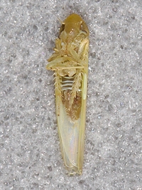 Forcipata loca