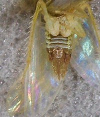 Forcipata loca