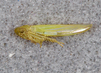 Forcipata loca