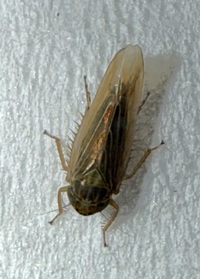 Graminella nigrifrons