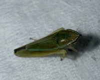 Graphocephala versuta