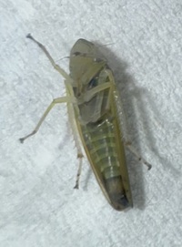 Graphocephala versuta