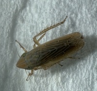 Laevicephalus peronatus