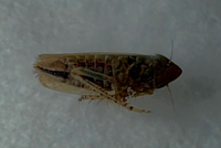 Laevicephalus peronatus