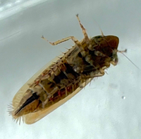 Laevicephalus peronatus