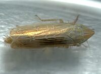 Laevicephalus peronatus