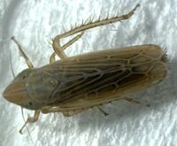 Laevicephalus peronatus