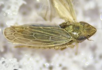 Laevicephalus peronatus