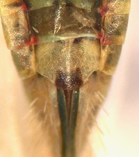 Laevicephalus peronatus