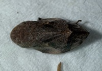 Lepyronia quadrangularis