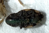 Lepyronia quadrangularis