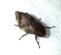 Lepyronia quadrangularis