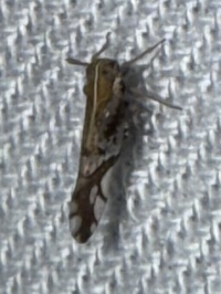 Liburniella ornata