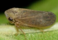 Macropsidius trimaculatus