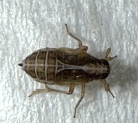 Muellerianella laminalis