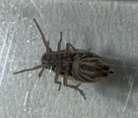 Muellerianella laminalis