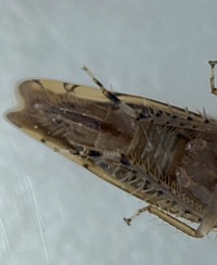 Osbornellus rotundus