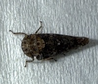 Paraphlepsius collitus