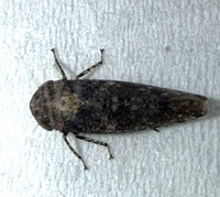 Paraphlepsius collitus