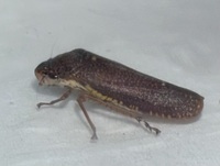 Paraulacizes irrorata