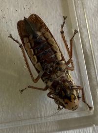Paraulacizes irrorata