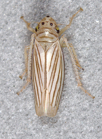 Plesiommata tripunctata