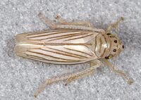 Plesiommata tripunctata