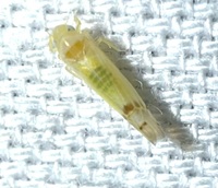 Ribautiana unidentified species