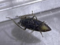 Scaphytopius frontalis