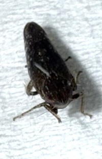 Scaphytopius frontalis