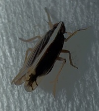 Stenocranus brunneus